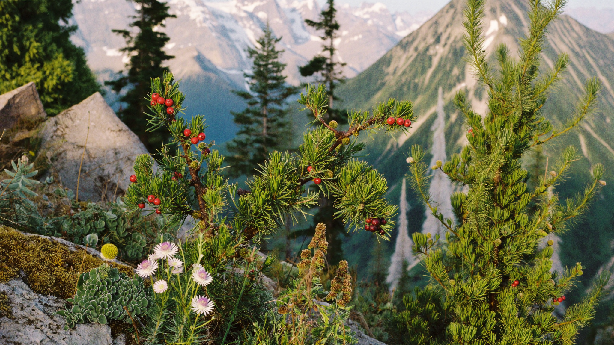 Wild alpine botanicals on a high Valais slope with snow-dusted peaks